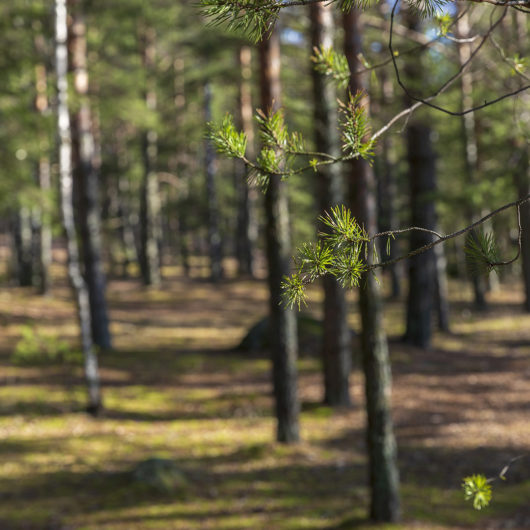 Maisema mäntymetsästä.